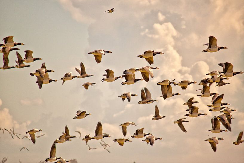 Ganzen in vogelvlucht par Kees Maas