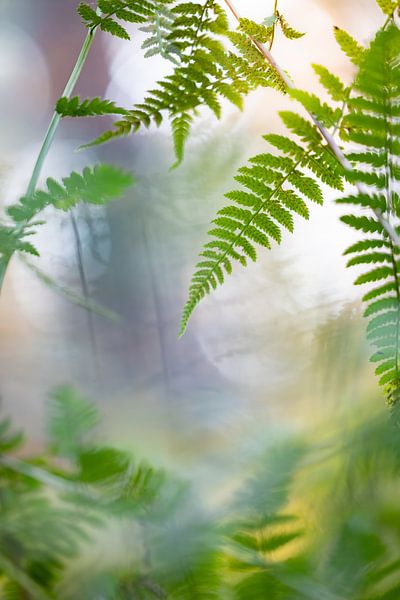 Ferns in the forest by Patricia van Kuik