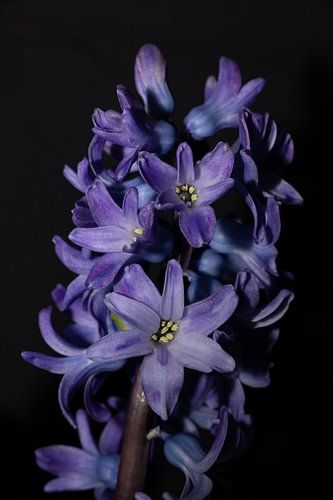 Hidden Splendour: The Abstract World of the Blue-Purple Hyacinth