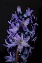 Hidden Splendour: The Abstract World of the Blue-Purple Hyacinth by Remco Ditmar thumbnail