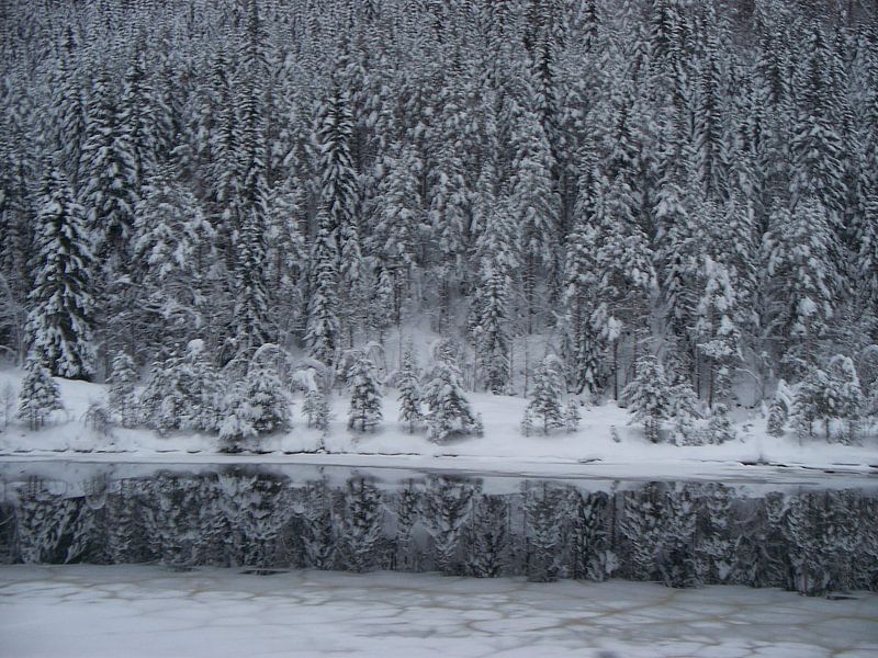 Winter  by Danielle van der Kolk