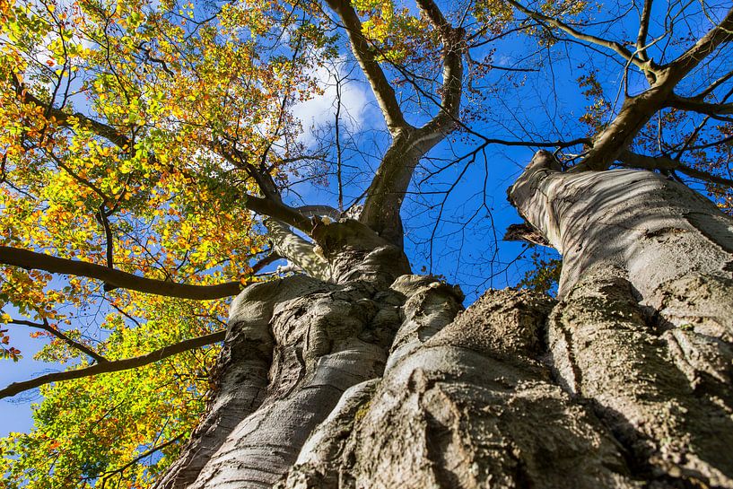 Oude Beuk in de herfst von Martijn Schruijer