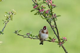 Stieglitz von Jelmer Reyntjes