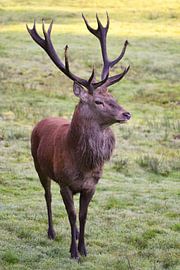 Top dog by Wiltrud Schwantz