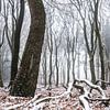 Winterlicher Wald von Tristan Lavender