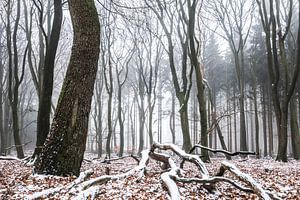 Winterlicher Wald von Tristan Lavender