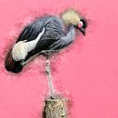 Kraanvogel van Art by Jeronimo thumbnail