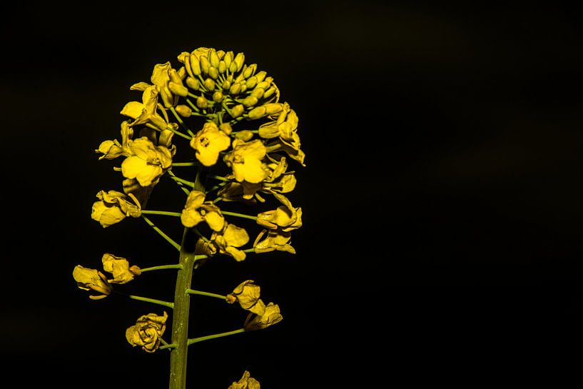 Analoge lens bloemen van Johnny Flash