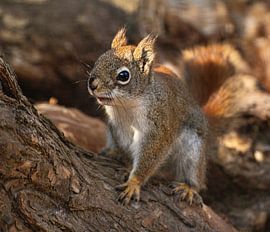 Series Squirrel
