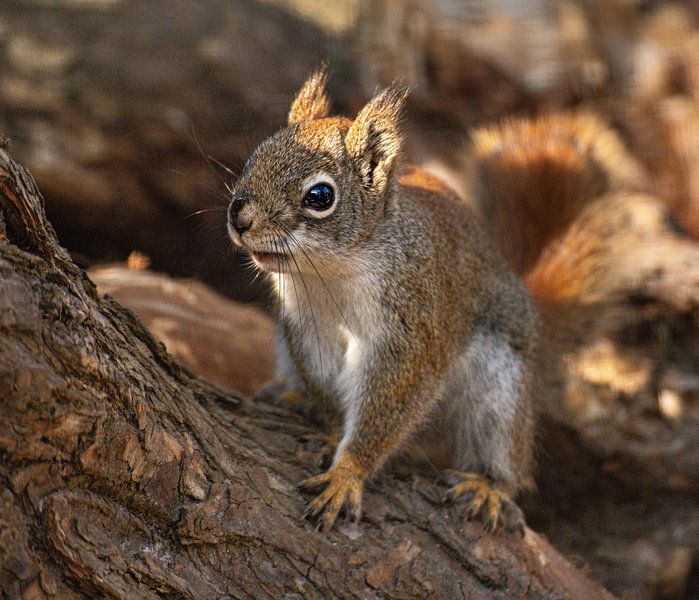Serie Eichhörnchen von Lens_en_Dier/Vizier Fotografie