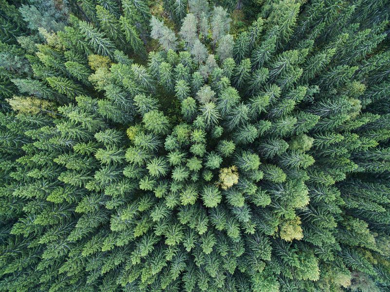 Finnish Forest van Lars Scheve