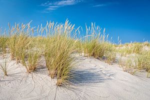 Beach grass on the Elbow Peninsula, Sylt by Christian Müringer