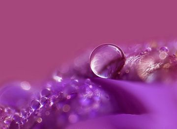 Purple Rain... (Paars Violet Druppel met Boke) van Caroline Lichthart