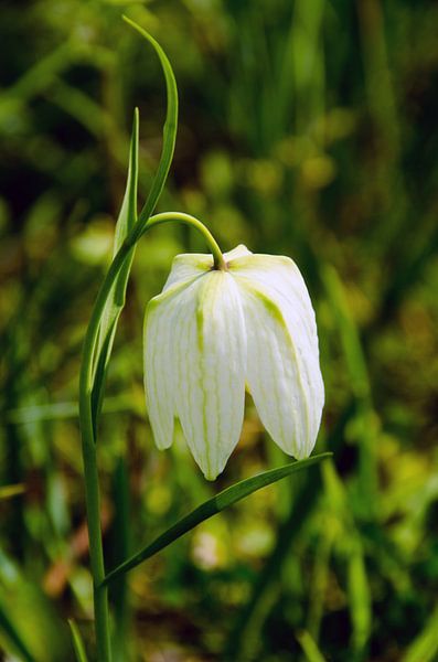 Weißer Lapflower-Kelch von Ellinor Creation