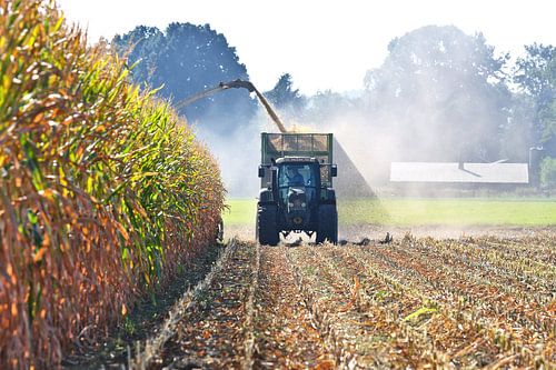 Maisoogst in een container met een tractor
