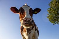 Cow close up