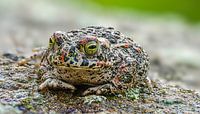 Die grüne Kröte ein schöner Frosch