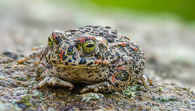 Le crapaud vert une belle grenouille par Hans Hut