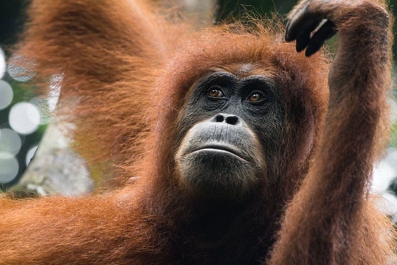 Orang-oetan in de jungle van Sumatra, Indonesië van Martijn Smeets