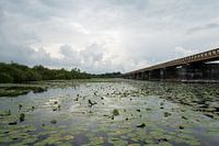 Natuurgebied de Moerputten
