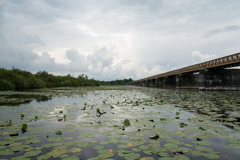 Natuurgebied de Moerputten van Ooks Doggenaar