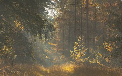 Schilderachtig herfstbos