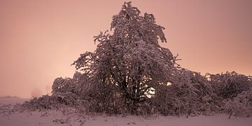 Besneeuwd landschap in roze, avondsfeer in het Rhöngebergte van Holger Spieker