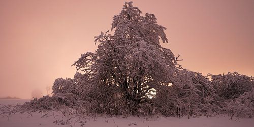 Besneeuwd landschap in roze, avondsfeer in het Rhöngebergte
