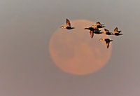 Flock of Common Eiders (Somateria molisima) with the moon