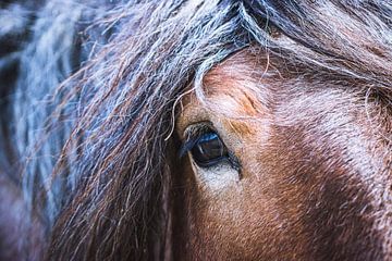 Belgian horse