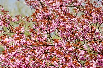 La beauté d'un prunus