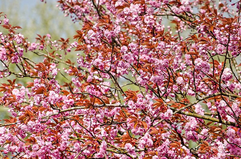 Die Schönheit eines Prunus von Frans Blok