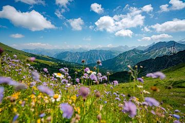 Bloemrijk uitzicht op de Allgäuer Alpen vanaf de Fellhorn van Leo Schindzielorz