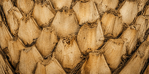 Sago Palm Trunk Texture - Indonesia