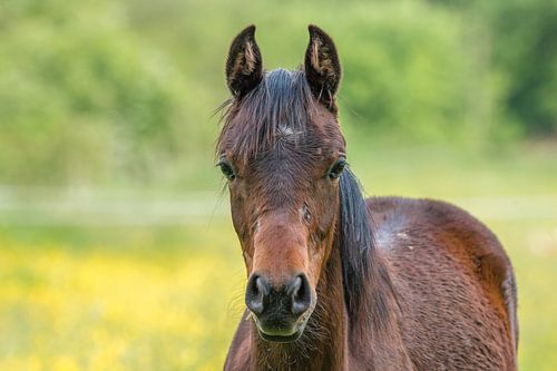 Paard