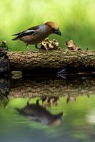 Hawfinch in Reflection
