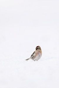 Vogel im Schnee von Marika Huisman fotografie