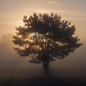 nebliger Morgen von Margo Lammers