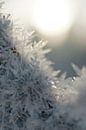 Glinsterende sneeuwkristallen in het zonlicht van Besa Art thumbnail