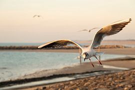 Gull at the Brouwersdam by Annelies Cranendonk