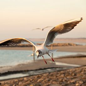 Möwe auf dem Brouwersdam von Annelies Cranendonk