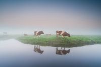 koeien in de Eempolder bij Eemnes