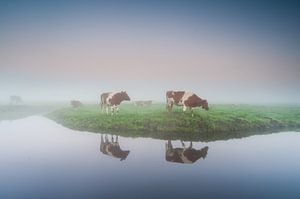 Kühe im Nebel von Arjan Keers