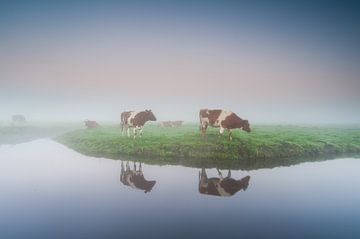 Kühe im Nebel von Arjan Keers