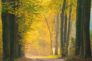Morgendämmerung im Wald.