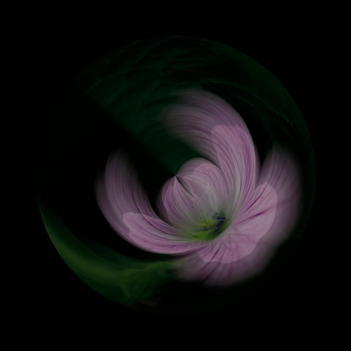 De zachtheid van het wit-roze ooievaarsbek