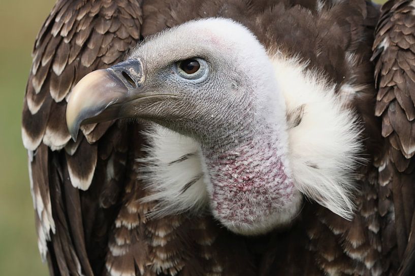 Rüppell's Vulture (Gyps rueppelli) by Ronald Pol