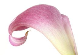 Pink Calla lily against white background