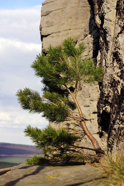 lonely tree von Ingo Rasch