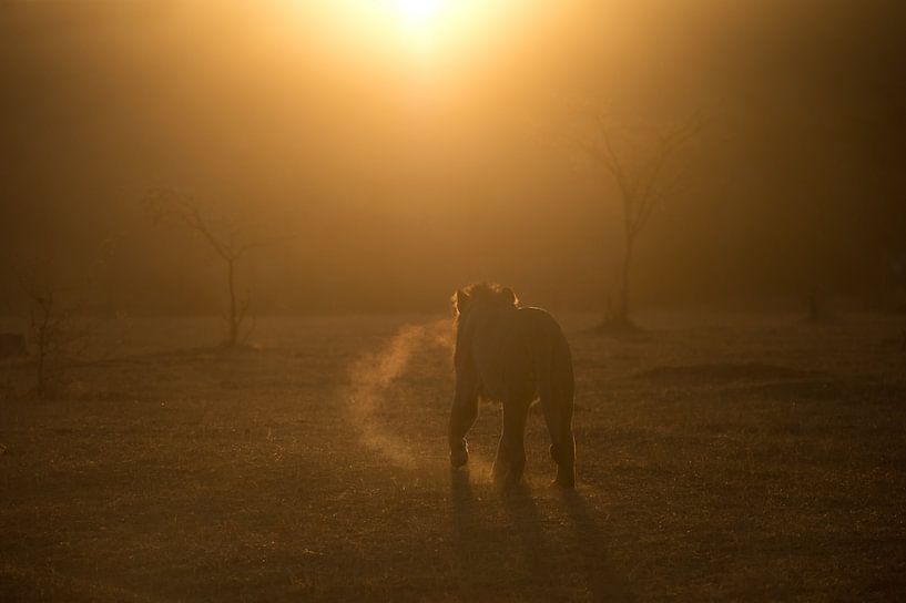 young lion by gj heinhuis